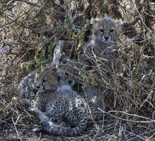 cuccioli di Ghepardo (Acinonyx jubatus) Cheetah cubs, Ngorongoro NP