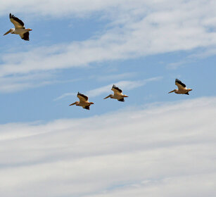 Pellicani (Pelecanus onocrotalus) Great White Pelicans, lago Zway, lake Zway