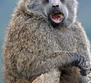 Babbuino anubino (Papio anubis), Olive Baboon