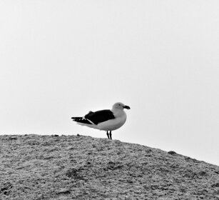 Gabbiano, Seagull