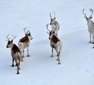 Renne, Reindeer Norvegia, Norway, Varanger