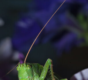 Cavalletta verde (Tettigonia virdlissima) Green Bush-cricket