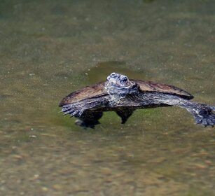 Testuggine palustre dei Balcani Mauremys rivulata, Western Caspian Turtle