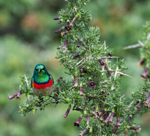 Nettarina sudafricana (Nectarina chalybea) Southern Double-collared Sunbird, Hermanos
