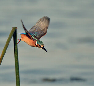 Martin pescatore malachite (Alcedo cristata) Malachite Kingfisher, lago Awasa, lake Awasa