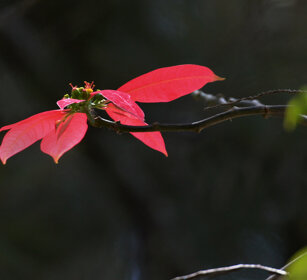 Stella di Natale (Euphorbia pulcherrima) Poinsettia, lago Awasa, lake Awasa