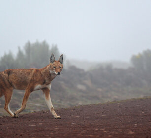 Lupo del Simien nella nebbia (Canis simiensis) Simien Wolf in the fog, Sanetti plateau