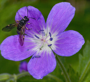 Imenottero su Geranio selvatico Himenopteran on a wild geranium