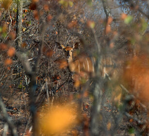 Tragelafo f. (Tragelaphus angasii), female Nyala PN Kruger, Kruger NP