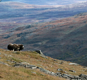 Buoi muschiati (Ovibos moschatus), Muskoxen Parco nazionale di Dovrefjell, Dovrefjell NP