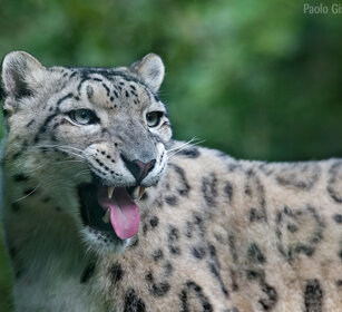 Leopardo delle nevi, Snow Leopard