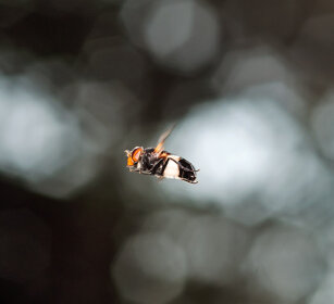 Volucella trasparente (Volucella pellucens) Large Pied-hoverfly