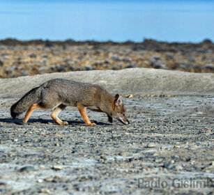Volpe grigia (Urocyon cinereoargenteus), Grey Fox Bad lands, Argentina