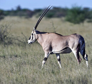 Orice Beisa, Beisa Oryx parco Awash, Awash NP