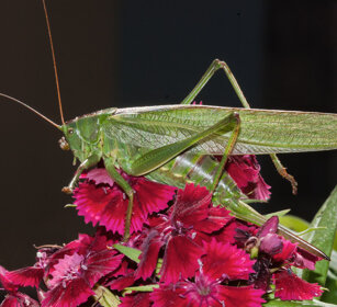 Cavalletta verde (Tettigonia virdlissima) Green Bush-cricket