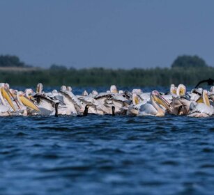 Pellicani (Pelecanus onocrotalus) White Pelicans Pellicani (Pelecanus onocrotalus) White Pelicans