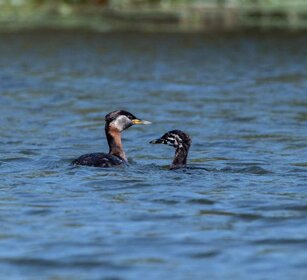 Svasso collorosso (Podiceps grisegena) Red-necked Grebe Svasso collorosso (Podiceps grisegena) Red-necked Grebe