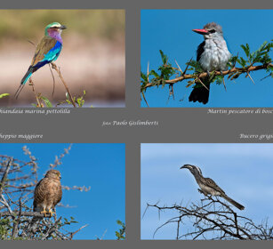 Uccelli Uccelli