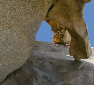 particolare della roccia dell'orso di Palau detail of the bear rock, Palau, Sardinia
