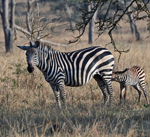 Zebra di Grant Uganda