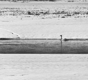 Cigno selvatico nel lago Juntusranta, Finlandia Whooper Swan in the Juntusranta lake, Finland