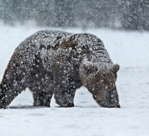 Orso bruno (Ursus arctos), Brown Bear Finlandia, Finland