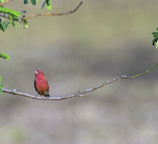 Fringuello sanguineo (Lagonostica senegala) Red-billed Firefinch, montagne del Simien, Simien mountains