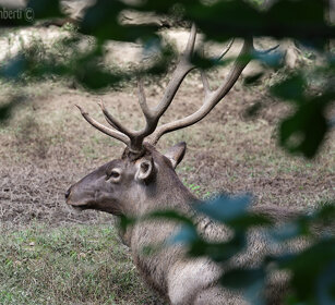Wapiti degli Altai, Altai Wapiti