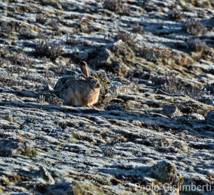 Lepre di Stark (Lepus starki) Ethiopian Highland Hare, Sanetti plateau