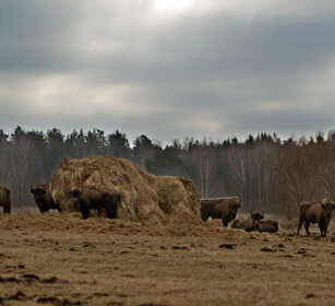 Bisonti europei (Bison bonasus), European Bisons Polonia, Poland