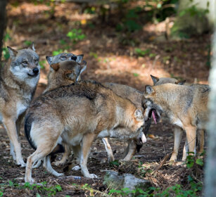 Lupi (Canis lupus), Wolves Bayerischerwald, Germania, Germany