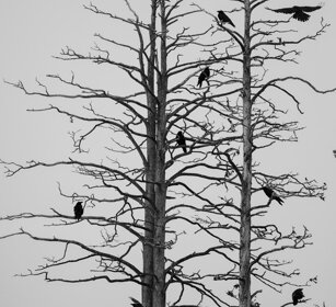 Corvi imperiali, Ravens Finlandia, Finland