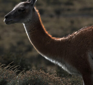 Guanaco (Lama guanicoe) PN Torres del Paine, Cile