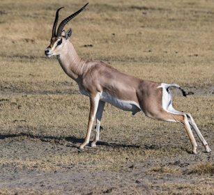 Gazzella di Grant (Nanger granti) Grant's Gazelle parco nazionale del Serengeti, Serengeti NP