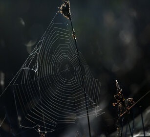 ragnatela, cobweb Riserva naturale De Hoop, De Hoop natural reserve
