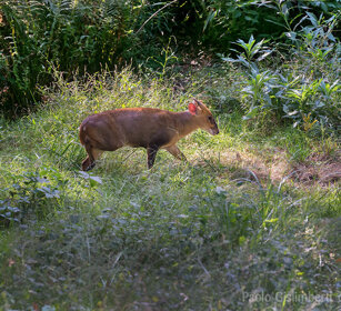 Muntjak indiano, Red Muntjac