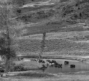 Bisonti americani, American Buffalos valle Lamar, Lamar valley, Yellowstone