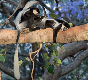 Guereza bianco e neri (Colobus guereza) Abyssinian Black-and-white Colobus monkeys, lago Awasa, lake Awasa
