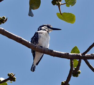 Martin pescatore bianco e nero (Ceryle rudis) Pied Kingfisher, lago Awasa, lake Awasa