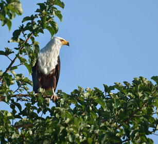 Aquila pescatrice africana (Haliaeetus vocifer) African Fish-eagle, lago Awasa, lake Awasa