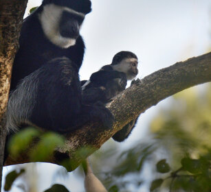 Guereza bianconero con piccolo (Colobus guereza) Abyssinian Black-and-white Colobus monkey with its cub, lago Awasa, lake Awasa