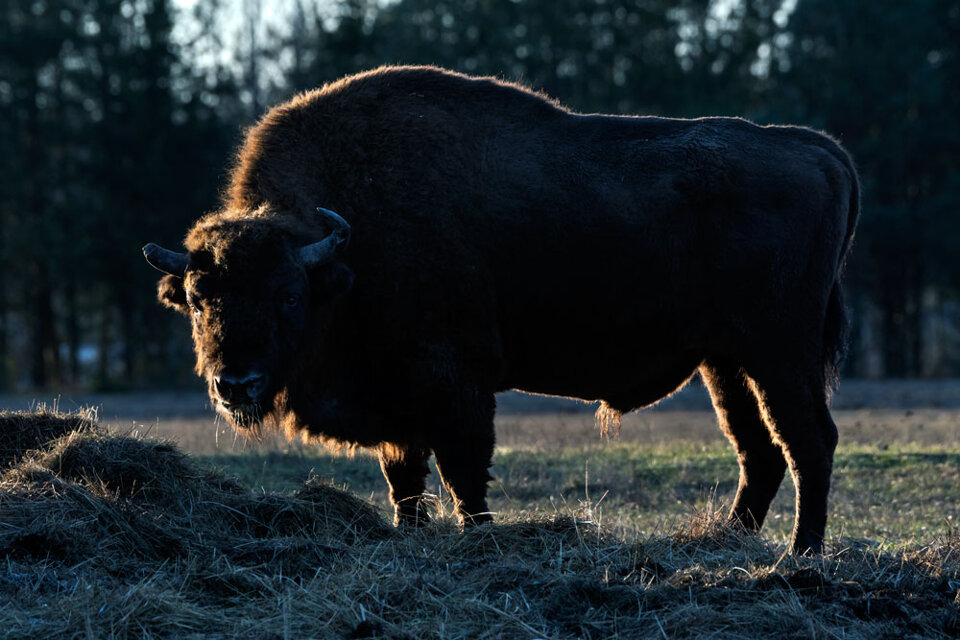 d12710bc-c110-4901-beae-92734eea44d8