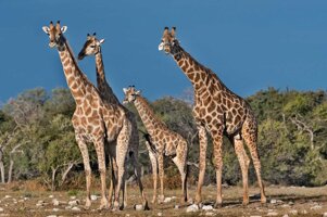 ef1c43ca-8420-4d52-b28a-e68969f7f1f9 ef1c43ca-8420-4d52-b28a-e68969f7f1f9