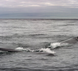 Balena franca australe (Eubalaena australis) Southern Right Whale, Hermanos