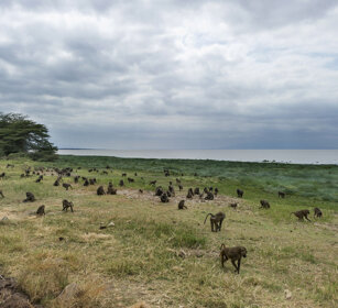 Babbuini, Baboons lago Manyara, lake Manyara