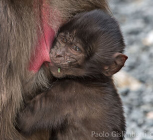 allattamento di Gelada, Gelada Baboon nursing Debre Libanos