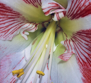 pistilli di Amaryllis, Amaryllis pistils