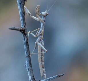 Mantide (Ameles heldreichi) Praying Mantis