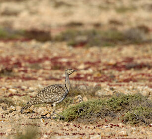Ubara (Chlamydotis ondulata), Houbara Bustard Fuerteventura