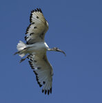Ibis sacro (Threskiornis aethiopicus), Sacred Ibis